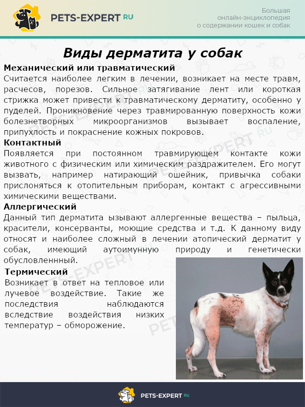 Атопический Дерматит Диета Для Собак