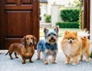 Мелкие, но бесстрашные: 3 мини-собаки для охраны - следят за каждым шагом хозяина