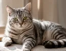 Не стареют, не болеют и живут по 15 лет – эти 5 пород котов-долгожителей