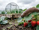 Рыжие "монстры" сбегут с участка: простая схема из 4 обработок очистит огород от испанских слизней