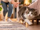 Кот начал убегать при вашем приближении: 1 ошибка хозяина, которой он сам рушит доверие питомца