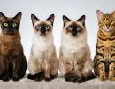 Кошка есть, а шерстяных сугробов нет: 4 породы, которые подойдут тем, кто помешан на порядке