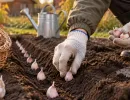 Озимый чеснок сажаю только в этот день: всходит дружно, не болеет, урожай — восторг