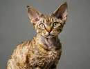 Кошки, которые ведут себя как собаки: 3 удивительные породы
