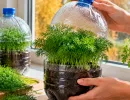 Беру пластиковую бутылку – и вуаля: свежий укроп даже в октябре – сочный, ароматный, будто только что с грядки