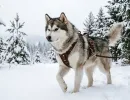 Цари мороза: 3 породы собак, которые выдержат -30°C - даже одежда не нужна