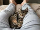 Кошка спит между ног вовсе не из-за нежности: реальная причина совершенно в другом — хозяевам на заметку