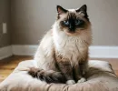 3 породы кошек которые выглядят так, будто стят целое состояние