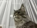 Почему кошка просит открыть дверь, а сама не заходит