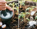 Яичную скорлупу превращаю в эликсир плодородия - на осенней даче он на вес золота
