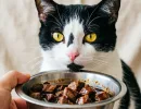 "Утро и вечер" не подходит: вот в какие часы лучше всего кормить кошку
