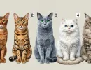 Этот тест раскроет вашу сильную сторону: выберите 1 из 5 кошек и узнайте свой потенциал
