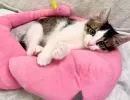 Хоромы не нужны: эти 4 породы кошек любят жизнь в маленькой квартире — мурчат и отдыхают