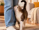 Кошка трётся о ноги и спит рядом: это любовь или привычка – учёные разобрались