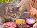 Со стола – прямо в ветклинику: 5 обычных продуктов кошке лучше не давать даже по кусочку