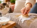 Мешаю 2 продукта – и едкий запах кошачьей мочи исчезает: спасёт даже безнадёжно испорченный диван