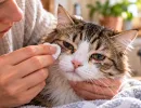 Глаза «плачут» не от обиды: 4 скрытых признака опасных инфекций у домашних котов