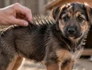 Жесткая шерсть на холке у щенка: что она означает – и почему от нее может зависеть характер взрослого пса