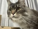 От мейн-куна до саванны: 5 пород гигантских домашних кошек