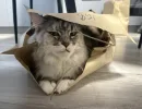 Почему кошки так любят пакеты - сначала смеялись, а теперь всегда на чеку