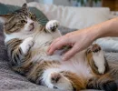 Только не лапки и животик: вот где нельзя гладить кошку – 7 запретных точек