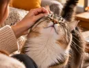 Кот сам подставляет голову под руку? 5 причин, почему ему так важно, чтобы вы чесали ему макушку