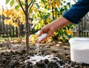 В сентябре - приоритет для яблони: 4 стакана вокруг ствола - дерево зимует спокойно