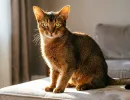 Абиссинская кошка в доме: 3 вещи, которые стоит знать будущему хозяину