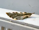 С первыми холодами кладу лист лаврушки на батарею - и бед не знаю: вся семья замечает разницу