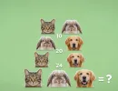 Сколько весит собака, кошка и кролик? Милая задачка, которую проходят единицы