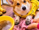 С прогулки собака приходит с чёрными лапами: осенью одной воды уже мало – что смывать обязательно