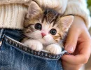 Поместятся даже в кармашек: 5 пород кошек, которые остаются крошками на всю жизнь