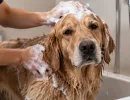 6 популярных пород собак, которые пахнут «псиной» даже при идеальном уходе – шампуни тут бессильны