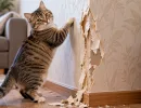 Кот ободрал обои в углу: 3 хитрых способа замаскировать дефект за 10 минут и не переклеивать комнату