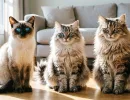 Охраняют и согревают теплом: 3 породы кошек, которые докажут, что верность - не про собак