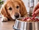 Корм в миске, а сверху ещё мясо: нужна ли собаке такая добавка – ответ ветеринара