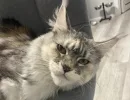Как кошка дает понять, что не любит хозяина: 4 признака, что вы - враг для питомца