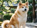 Что не так с акита-ину? Четыре недостатка, о которых молчат заводчики