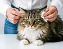 Если так чистить уши кошке, проблем удастся избежать - берем ватный диск и полотенце