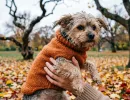 Породы собак, которые не выдерживают осенних холодов - на улице +10, а они уже дрожат