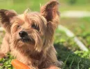 Как распознать, что питомец сдает по здоровью: 4 признака, которые есть у взрослых и молодых псов