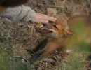 Фильм дня с животными: трогательная история про спасения лисенка - вдохновлено "Маленьким принцем"