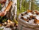 Березовую кору собираю мешками и тащу домой — бесплатный материал, а пользы целый вагон: 3 применения