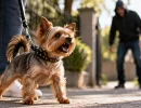 Маленькие, но бесстрашные: 3 карманные породы собак, которые охраняют хозяина лучше любой овчарки