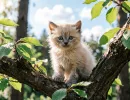 Как приучить дикого котенка с улицы к рукам и лотку, посоветовала ветеринар Гриненко