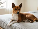 Не пускают слюни, шерсть не летает: 5 пород собак-чистюль - дома стерильно, как в аптеке