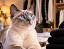 Шерсти не будет даже на черных вещах: 5 пород чистоплотных кошек – про пылесос можно забыть