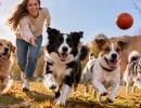 Вечный двигатель на лапках: 4 самые игривые породы собак – энергии больше, чем в батарейке