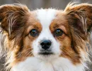 6 пород собак с самым крепким здоровьем - сколько живут, особенности ухода