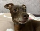Клетку не надо ставить: 3 самые аккуратные собаки - не грызут мебель и провода, запаха тоже нет